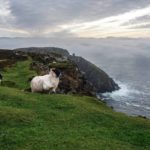 Schafe in Irland im County Donegal Sehenswürdigkeiten - die Wolle wir weiter verarbeitet - Merinowolle