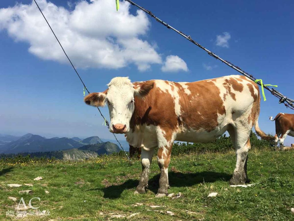 salzkammergut-wandern-in-den-alpen-03