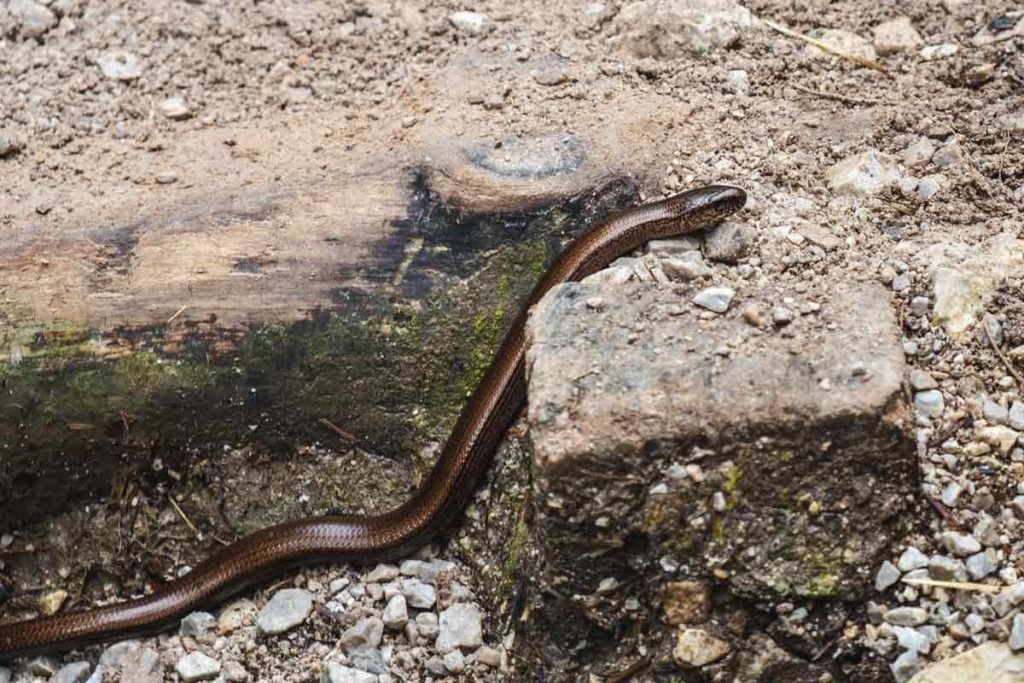 Blindschleiche auf dem Rinnkendlsteig