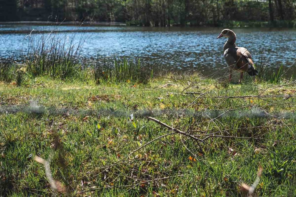 Eine Ente am Teich des Klosters Reichenstein