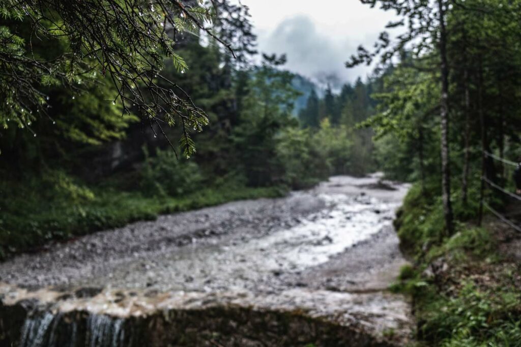 Regentropen an Ästen in der Griesbachklamm